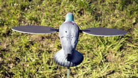 Balabán MOJO Pigeon - Taube