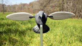 Balabán MOJO Pigeon - Taube