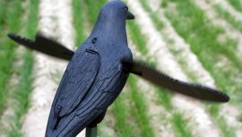Balabán MOJO Crow - Krähe
