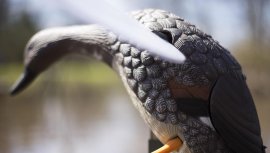 Balabán MOJO Gadwall - Ente Kopřivka