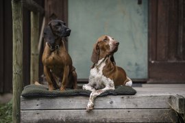 Hundedecke Deerhunter 70x100cm