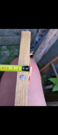 Bewertungen: Luftgewehr Snowpeak AP1000 Mercury 5,5mm - 2