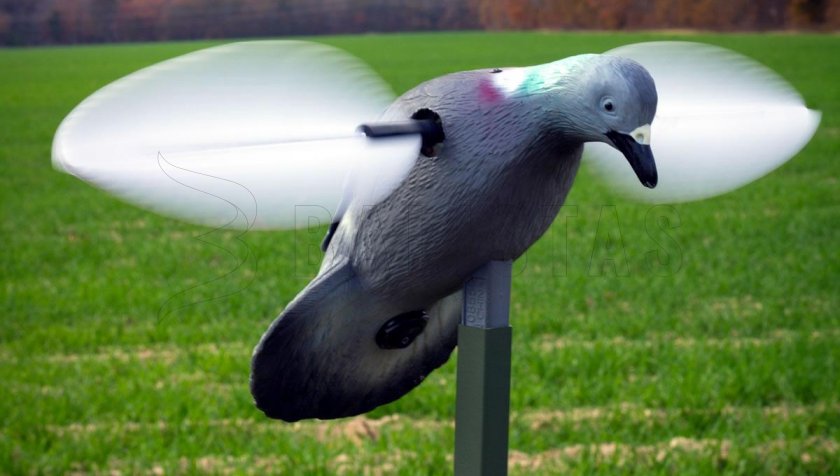 Balabán MOJO Pigeon - Taube