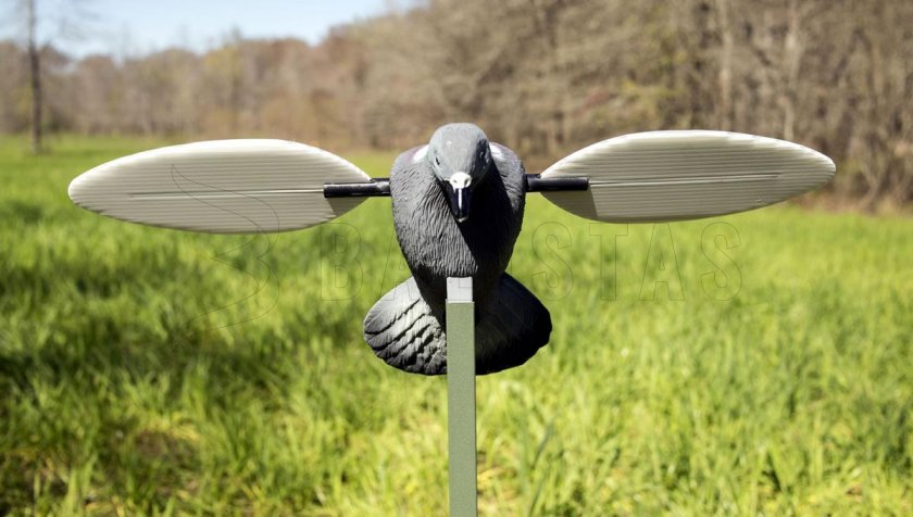 Balabán MOJO Pigeon - Taube