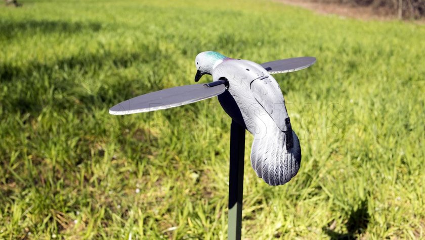 Balabán MOJO Pigeon - Taube