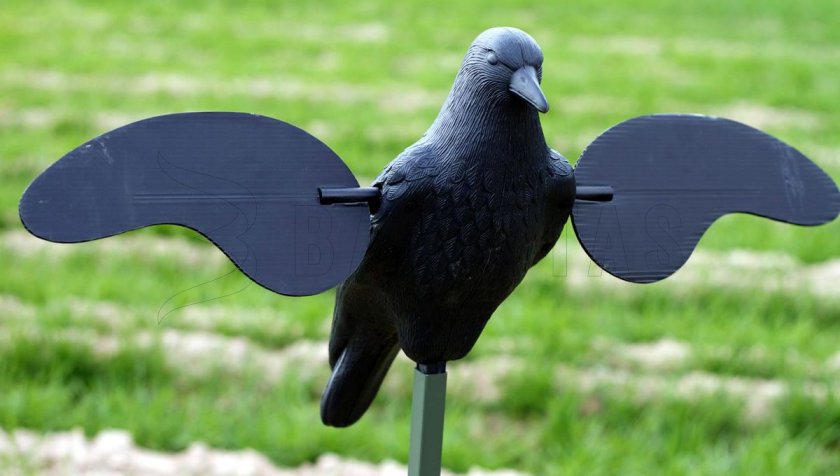 Balabán MOJO Crow - Krähe
