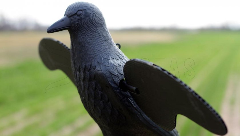 Balabán MOJO Crow - Krähe