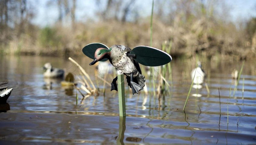 Balabán MOJO Teal - Stockente