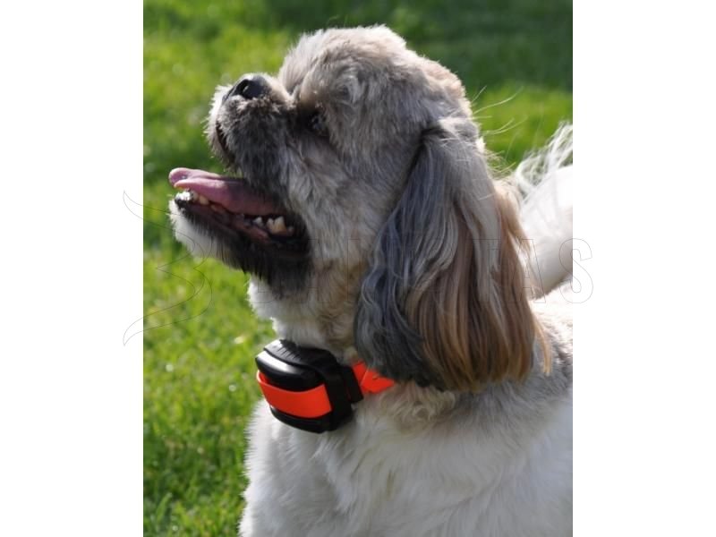 Halsband Dogtrace d-control professional 2000 mini orange