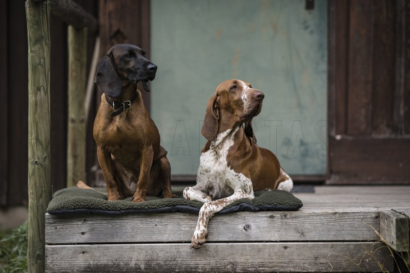 Hundedecke Deerhunter 50x70cm