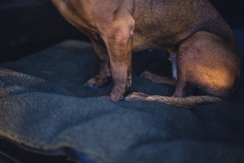 Hundedecke Deerhunter 70x100cm
